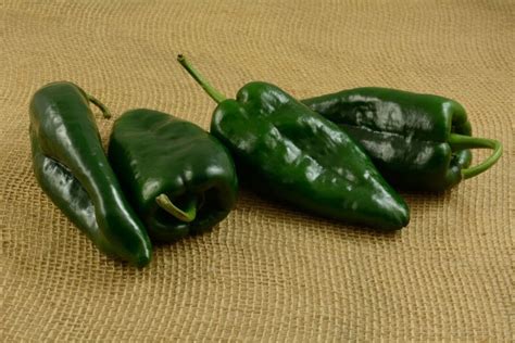 what peppers are similar to poblano